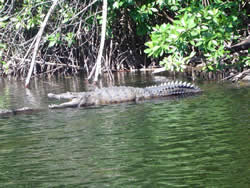 Crocodile Black River Safari